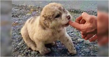 Dirty Stray Puppy Nibbled Man’s Finger Looking For Food