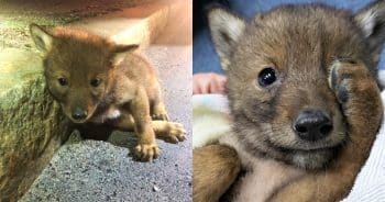 Man Saves Vulnerable Puppy Stranded On Road But He Wasn’t A Dog At All