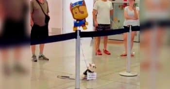 Dog Holding Sign And Balloon At Airport Waited ‘Many Moons’ For This Arrival