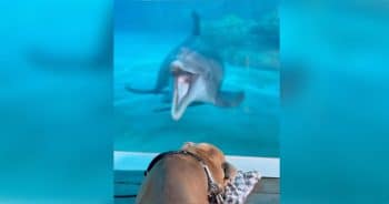 Dolphins Bring Toys And Smiles To Cheer Up Dog Who Lost His Balance