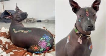 People Were Repulsed By This Dog, So Woman Turned Her Into A Work Of Art