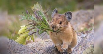 Hiker Encounters Woodland Creature Gathering Flowers But ‘What Is It’