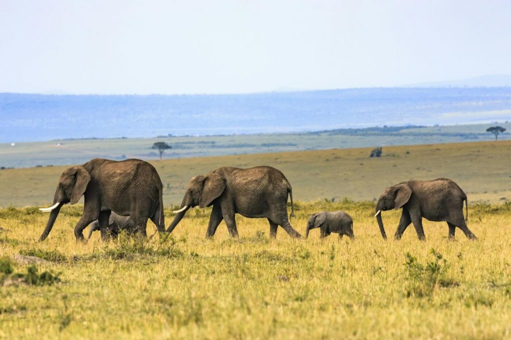 Elephant Skin Hermès Bags Weigh Heavy on the Fashion Lover’s Conscience