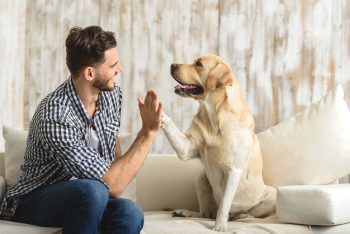 Top 9 Signs Your Dog Can Sense Your Emotions And Wants To Help