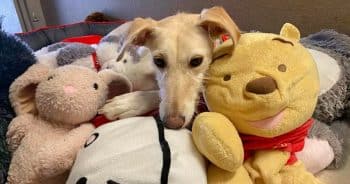 Shelter Dog Uses ‘Cuddly Toys’ In Place Of A Real Family