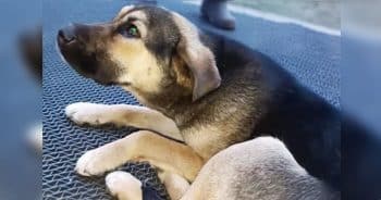 Dog Plopped Down In Front Of Bank, Insistent On Staying Till Owner Arrived