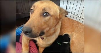 Dog’s Emotions Meeting A New Litter Of Puppies After Losing Her Own