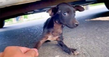 Stray Darted Under Car After Humans Wronged Him And Fought Man’s Grip