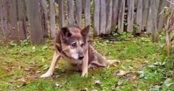 Dog Guarded House Even When Family Left And His Legs Gave Out