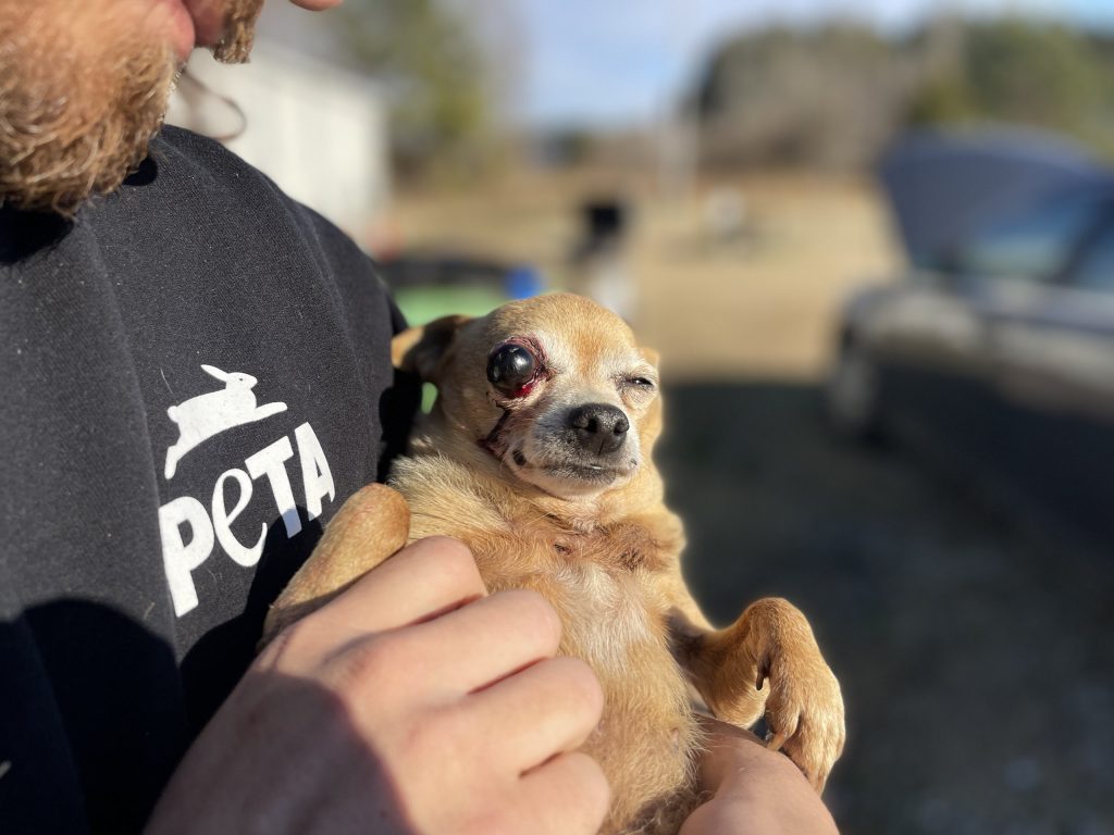 Fifi the Sweet Chi: Adopt This Potato and She’ll Only Have an Eye for You