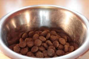 10 Ingredients You NEVER Want To See In Your Dog’s Food