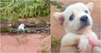 Fearful Yelps From Puppy Echoed Toward Roadside As Man Rode By