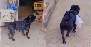 Dog’s Owner Is Unable To Walk To The Store, So He Happily Goes For Her