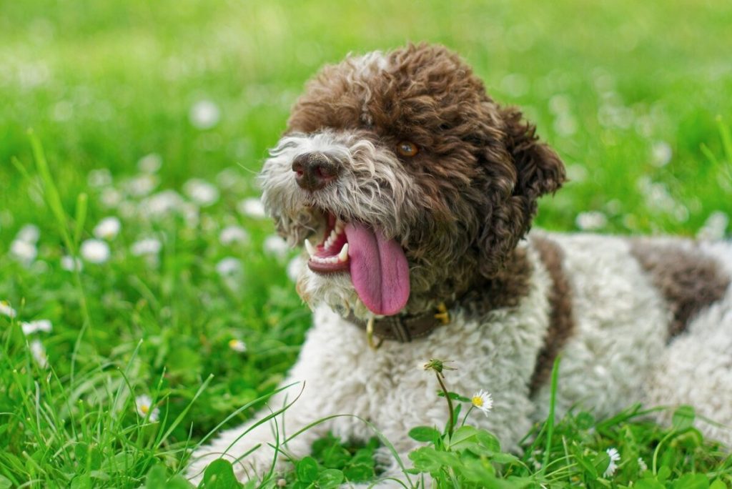 Top 7 Dog Breeds That Fill Every Day With Joy and Comfort