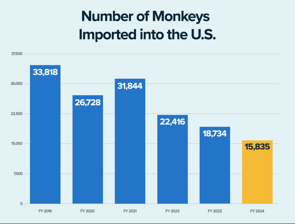Progress! Fewer Monkeys Imported Into the U.S. in 2024 Following Pressure From PETA