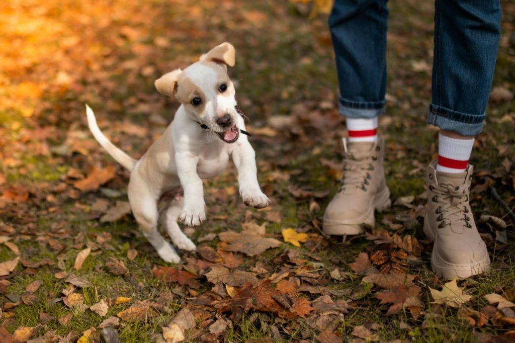 15 Uplifting Reasons Dogs Are The Soulmates We Don’t Deserve