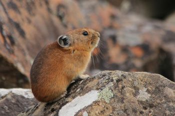 13 Wild Animals That Build Incredible Homes In Nature