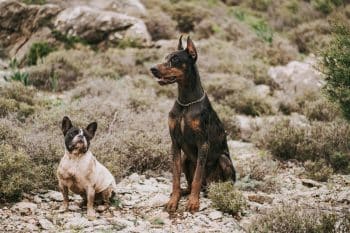 Ultimate 13 Dog Breeds That Will Always Have Your Back