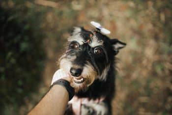 13 Incredible Ways Dogs Teach Us The True Meaning Of Love