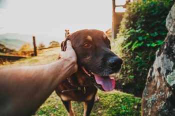 11 Ways To Tell If Your Dog Is Truly Happy