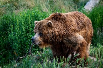 11 Bear Species Ranked by How Terrifying They Are