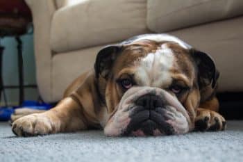 Ultimate 13 Dog Breeds That Bring Peace And Comfort To Any Home