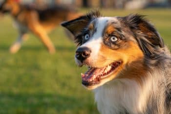 Ultimate 13 Dog Breeds Who Have A Special Talent For Spreading Happiness