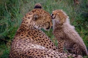 15 Wild Animals That Have Surprising Parenting Techniques