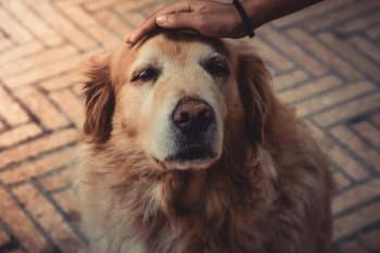 15 Heartwarming Reasons Senior Dogs Are Life-Changing Companions