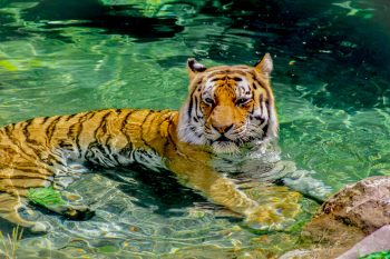 13 Wild Animals That Are Surprisingly Good Swimmers