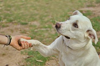 13 Signs Your Dog Knows You’re Upset (And Wants To Help)