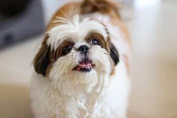 9 Small Dog Breeds That Will Always Keep You Smiling