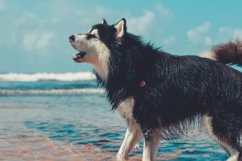 13 Most Talkative Dog Breeds That Love to Communicate