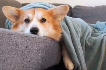 13 Dog Breeds That Could Win Gold in the Sleep Olympics