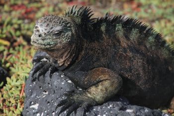 13 Rare Reptiles That Look Like Something Out Of Science Fiction