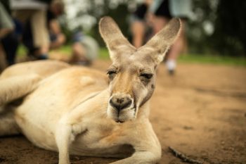 11 Wild Animals That Can Survive Without Water For Weeks