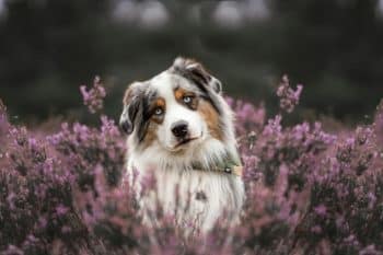 Top 9 Dog Breeds That Make Your Life Feel Whole Again