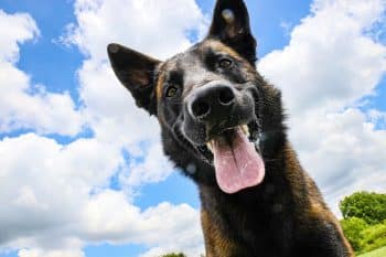 Top 11 Dog Breeds That Will Follow You Through Every Journey