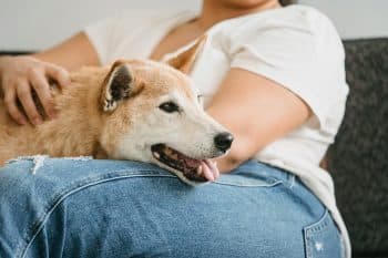 13 Ways Dogs Show Love Louder Than Barking