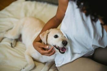 Top 11 Reasons Dogs Know How to Heal Hearts Without Saying a Word