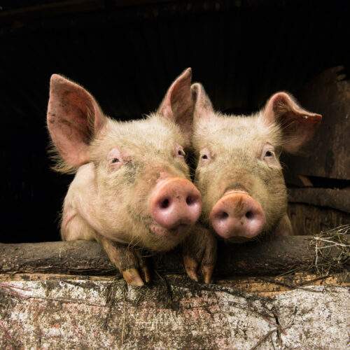 7 stories that shook the factory farming industry in January