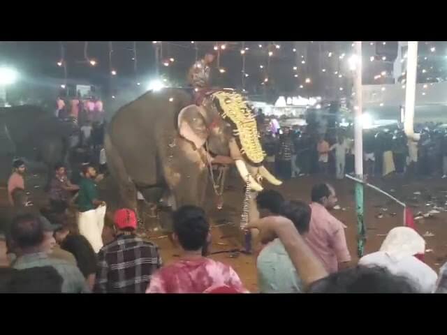 24 Humans Injured and One Dead After Apparently Upset Elephant Lashes Out at Festival in India