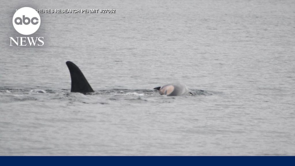 If THIS Mother Orca’s Grieving Ritual Breaks Your Heart, Wait Until You Learn Corky the Orca’s Tragic Story