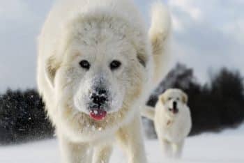 11 Large Dog Breeds That Are Basically Oversized Teddy Bears