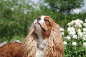 Top 7 Dog Breeds That Will Change Your Life In Beautiful Ways