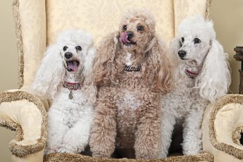 13 Hypoallergenic Dog Breeds That Are Perfect for Cuddle Time