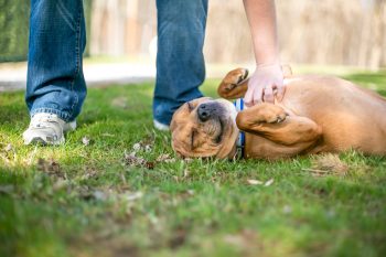 11 Dog Breeds That Thrive on Endless Belly Rubs