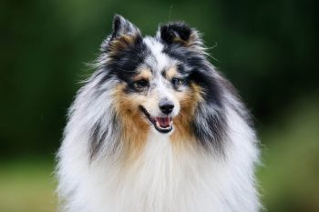 11 Dog Breeds That Have The Softest Coats You’ll Love To Pet