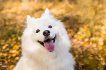 13 Dog Breeds That Have The Biggest Smiles