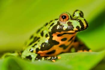 9 Best Frogs To Keep As Pets (And 3 You Shouldn’t)